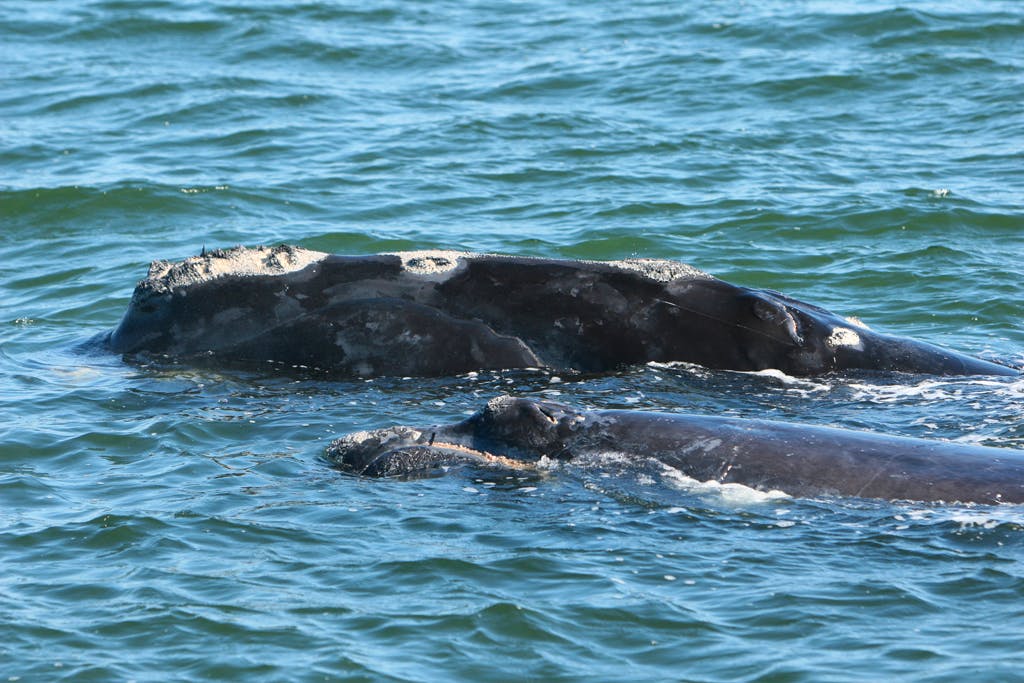 2008.02.25 - North Atlantic Right Whale with Calf - Florida Fish and Wildlife Conservation Commission, NOAA Research Permit # 775-1875