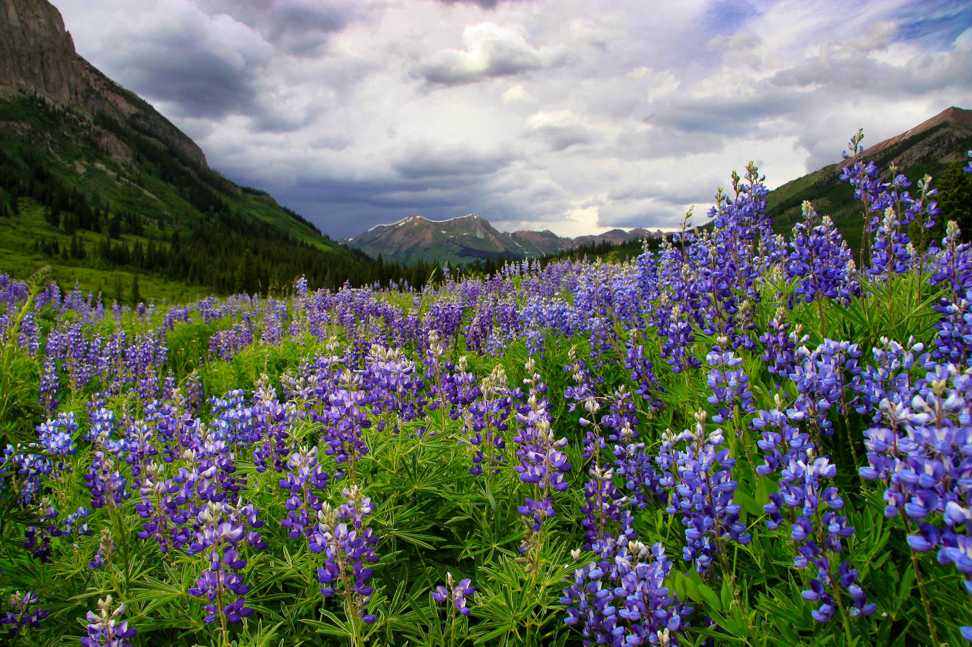 2010.07.02 - Lipines - Crested Butte - Colorado - Sean Pettersen