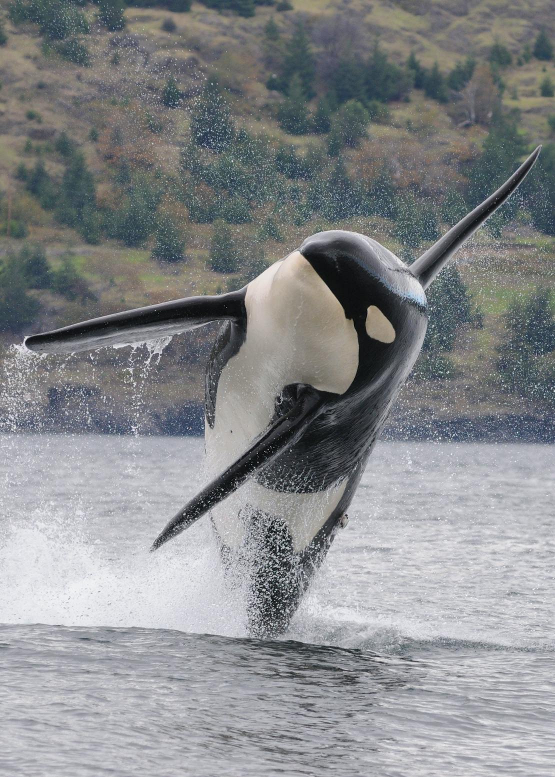 Jumping Southern Resident Orca