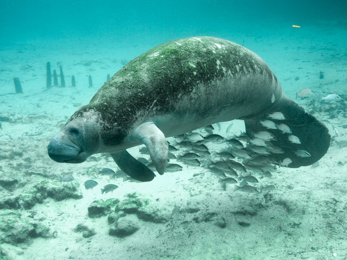 2010.12.27 - Florida Manatee - Crystal River National Wildlife Refuge - Florida - Keith Ramos - USFWS