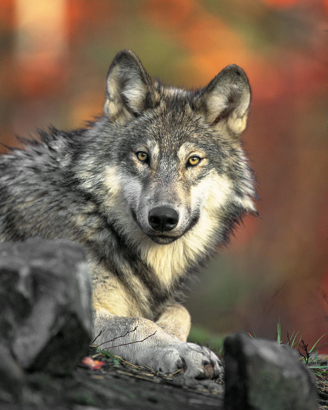 Gray Wolf Stare