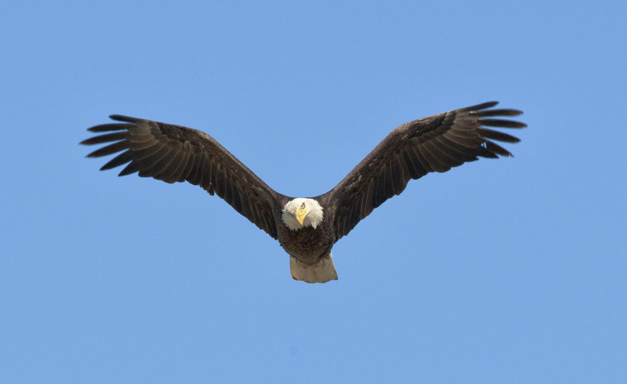 2012.05.14 - Flying Bald Eagle - Benton Lake National Wildlife Refuge - Montana - Neil Mishler - USFWS