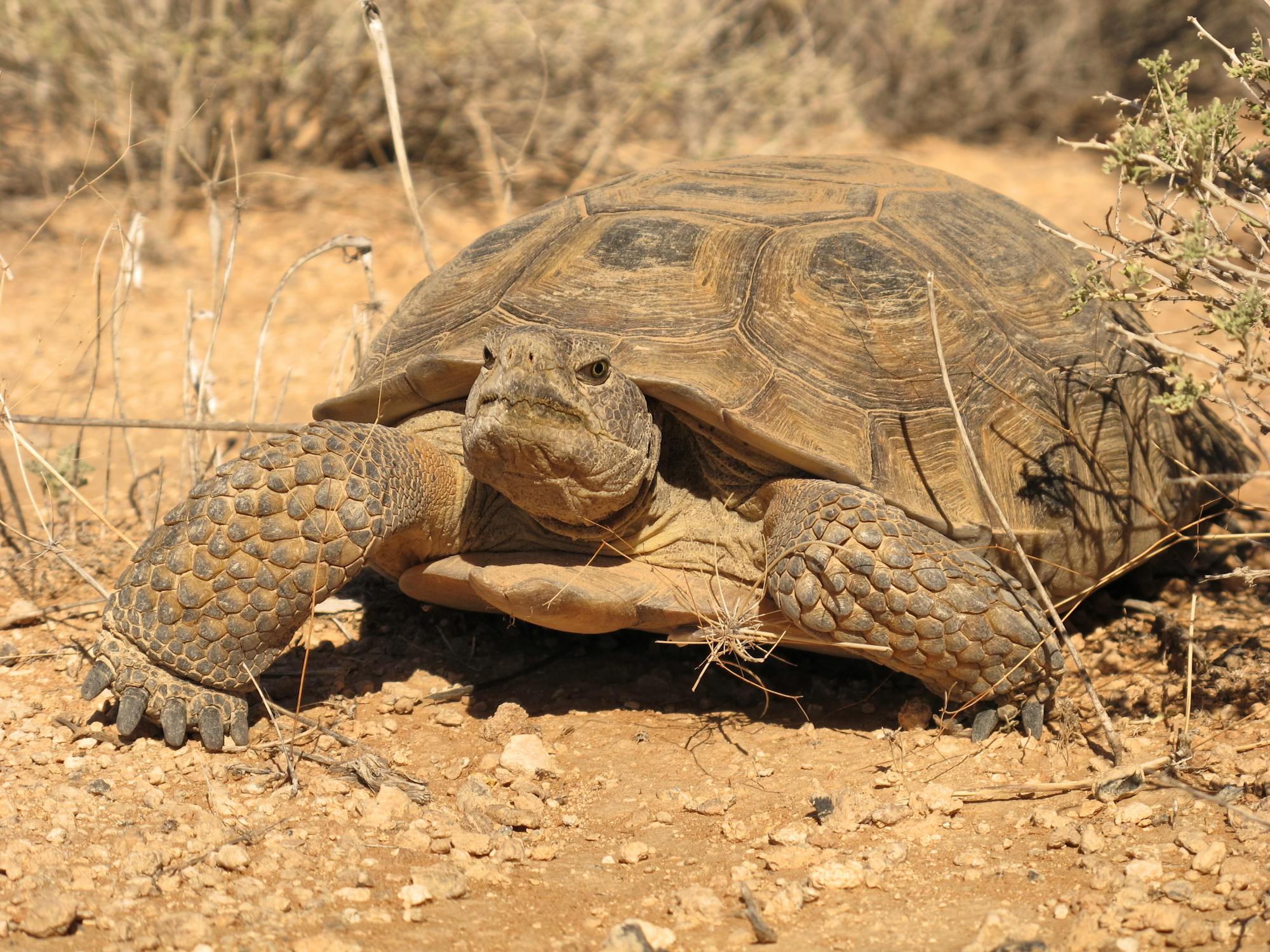 Desert Tortoise