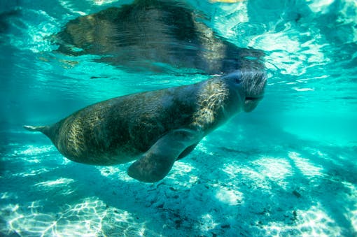 2013.03.04 - Manatee Coming up for Air - Florida - Crystal River - Tobias Frei - iStockphoto