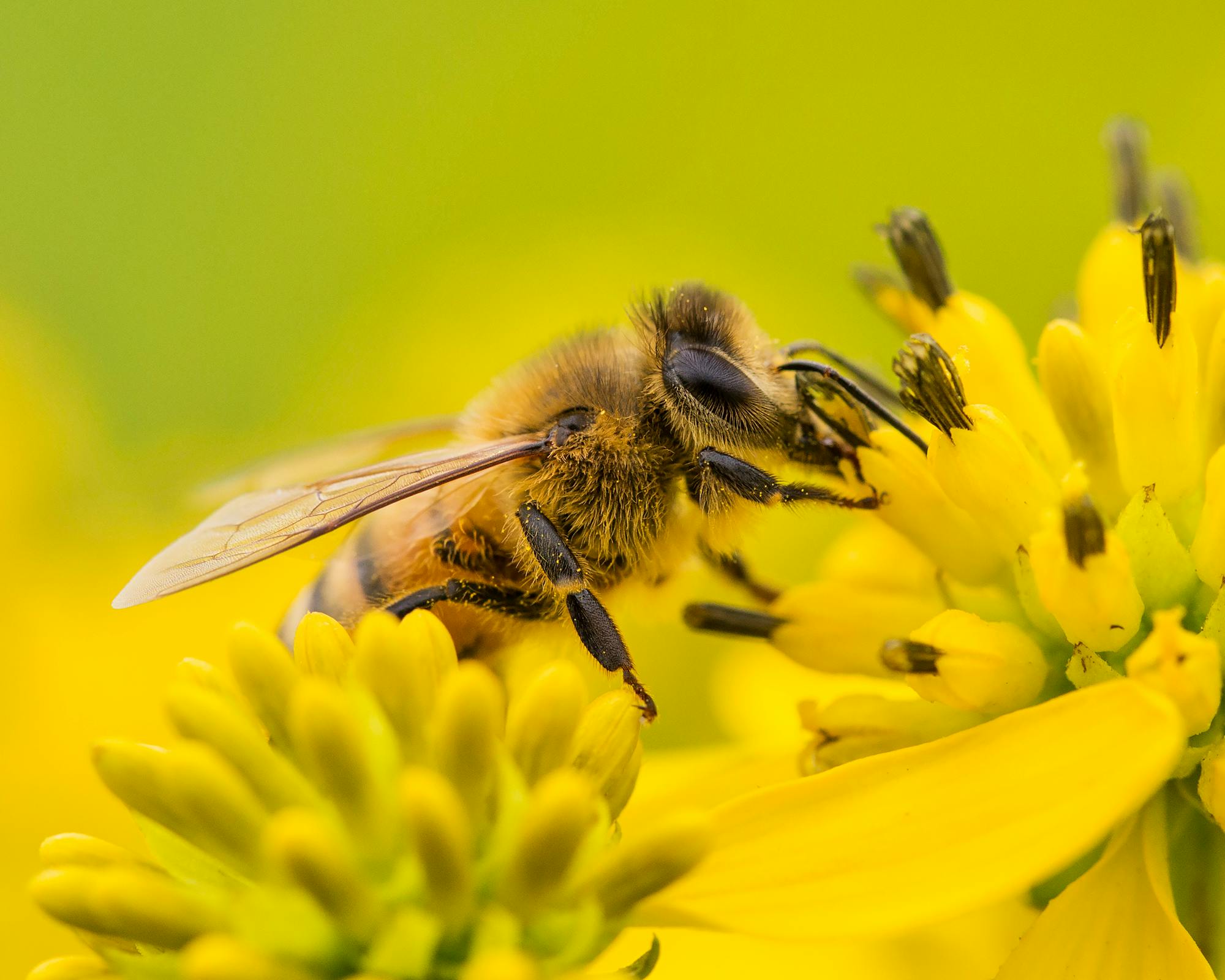 2014.08.19 - Bee - Shenandoah National Park - Virginia - Neal Lewis, NPS