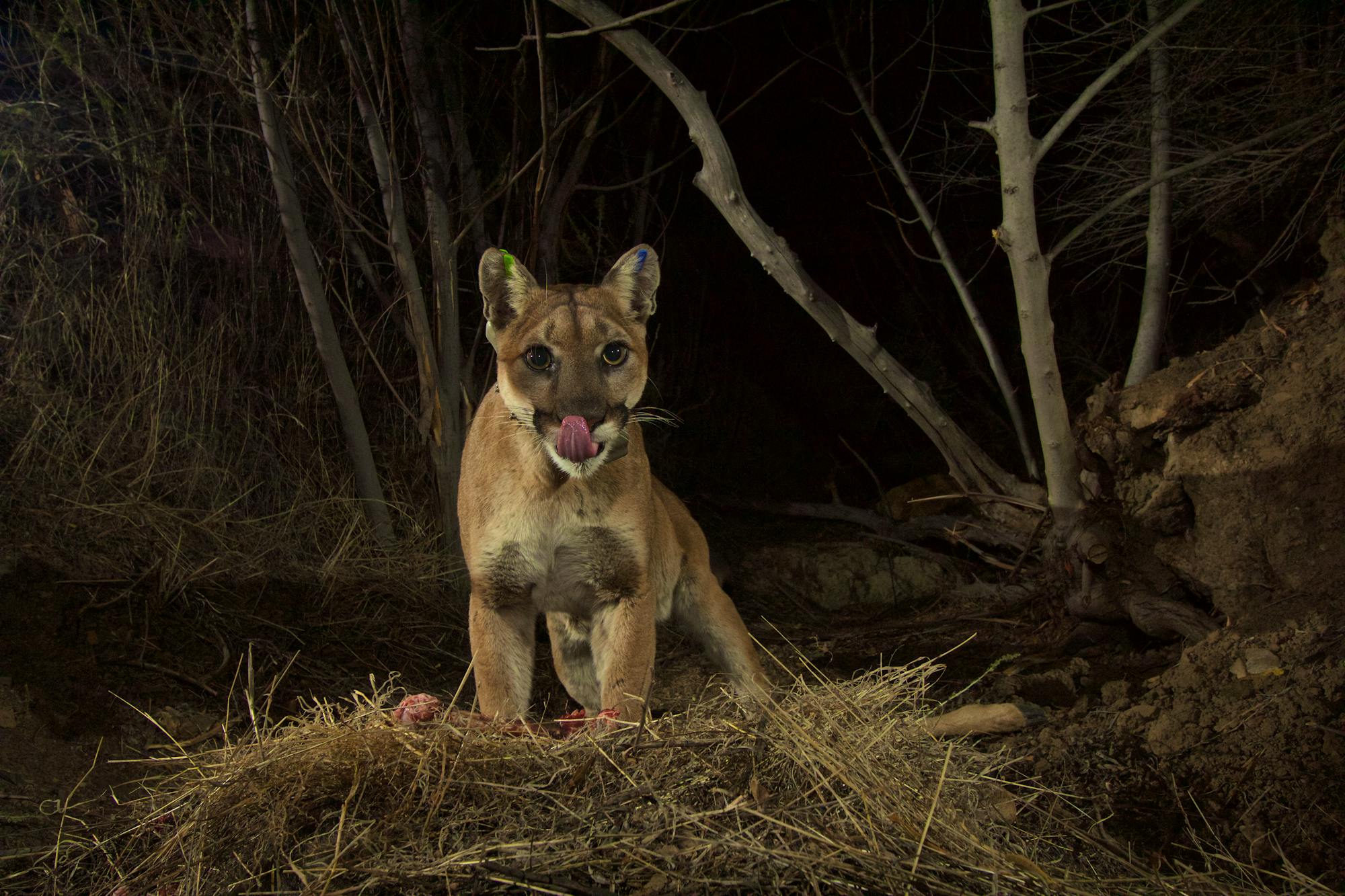 P35 mountain lion licking lips on trail camera - California - NPS