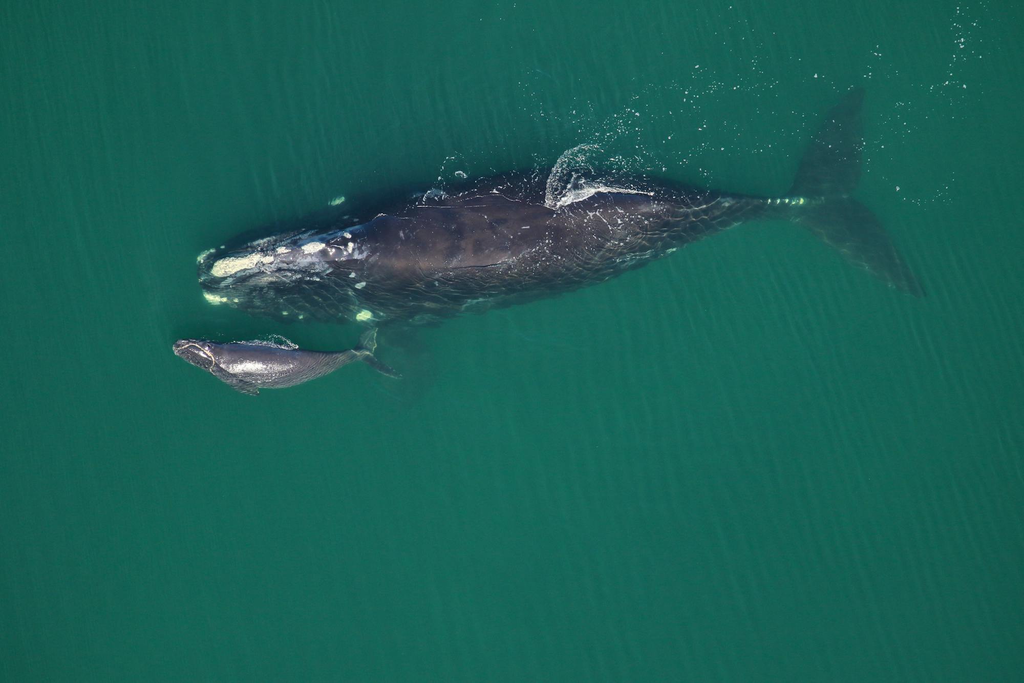 2016.02.01 - North Atlantic Right Whale with Calf - Florida Fish and Wildlife Conservation Commission, taken under NOAA research permit #15488