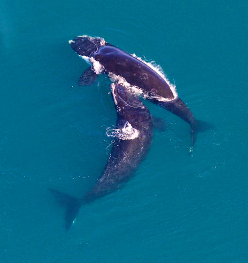 Two North Atlantic Right Whales 