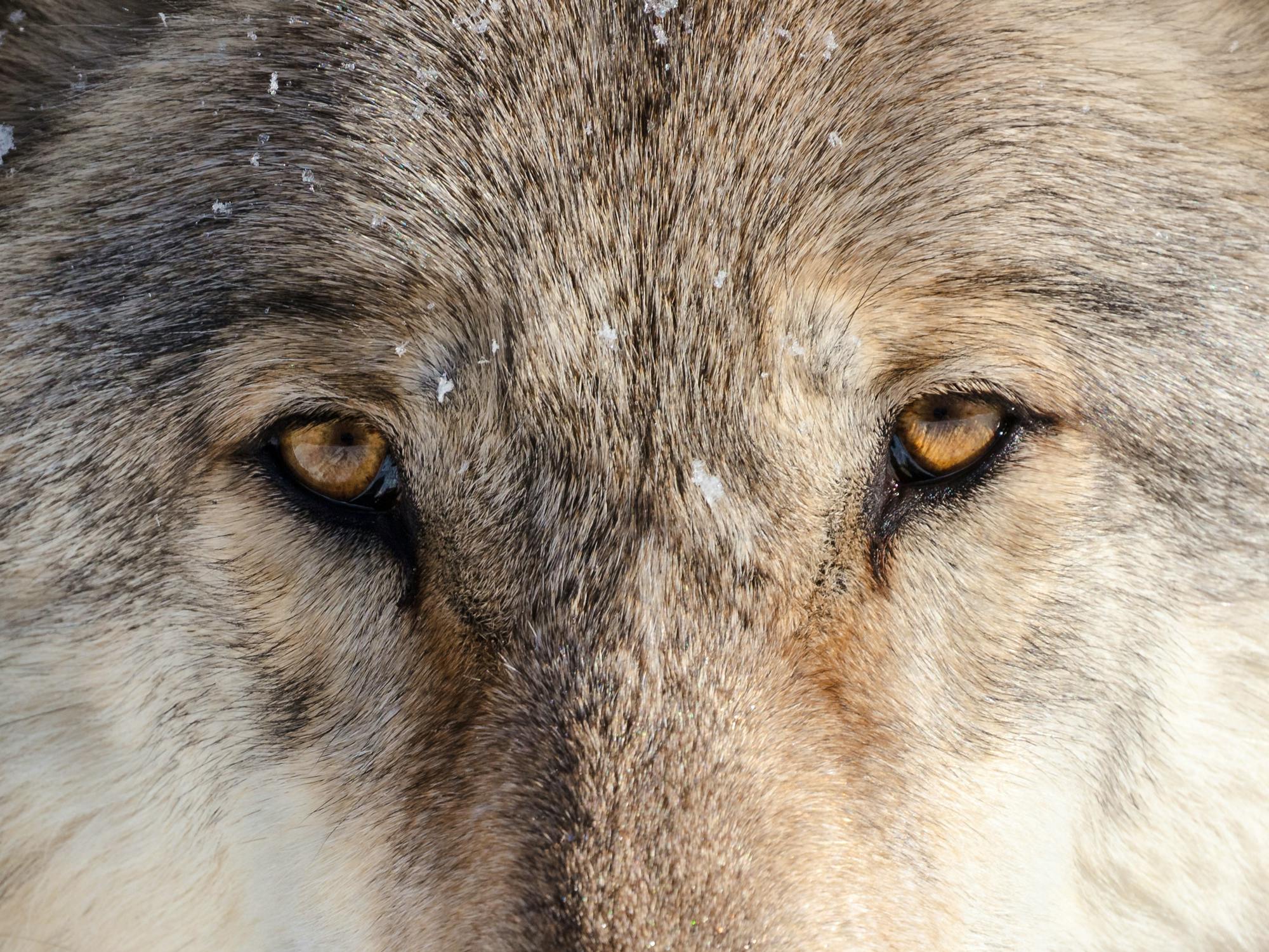 Gray wolf in Yellowstone National Park, WY