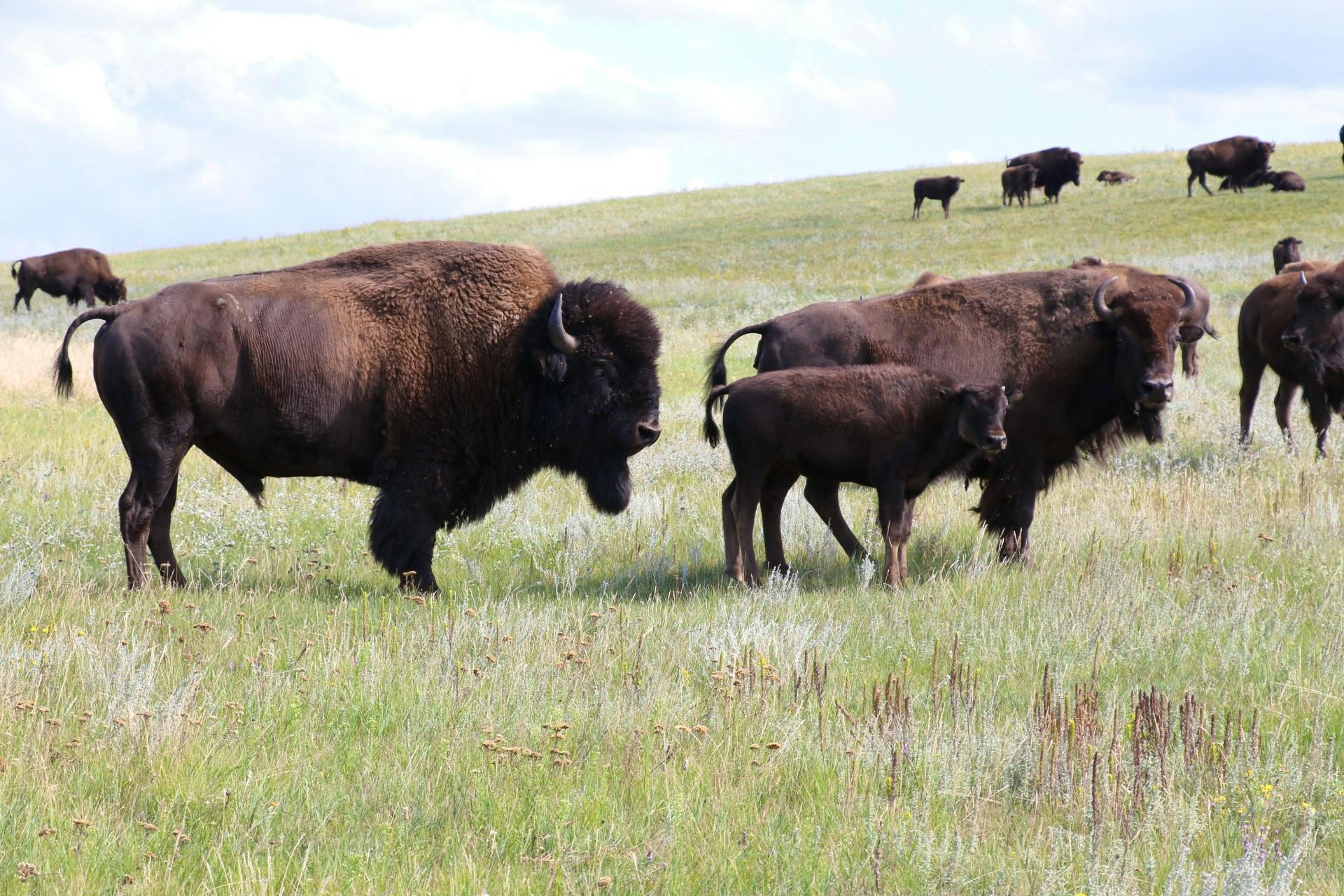 2019.08.22 - DITL - Fort Peck Bison Release - Bison release family - MS landscape - Chamois Andersen-DOW