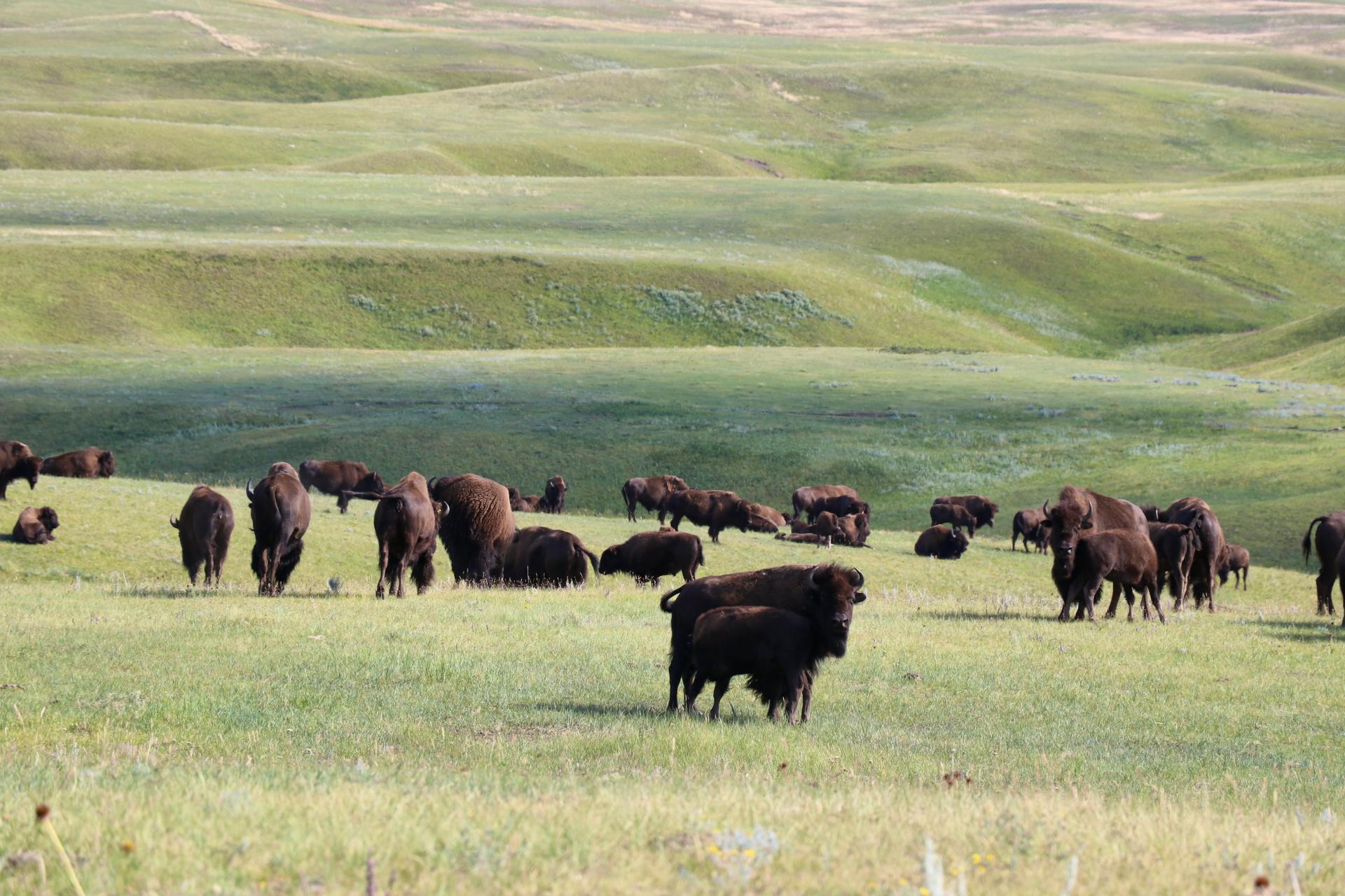 2019.08.22 - DITL - Fort Peck Bison Release - Herd of bison with rolling hills in background - WS landscape - Chamois Andersen-DOW