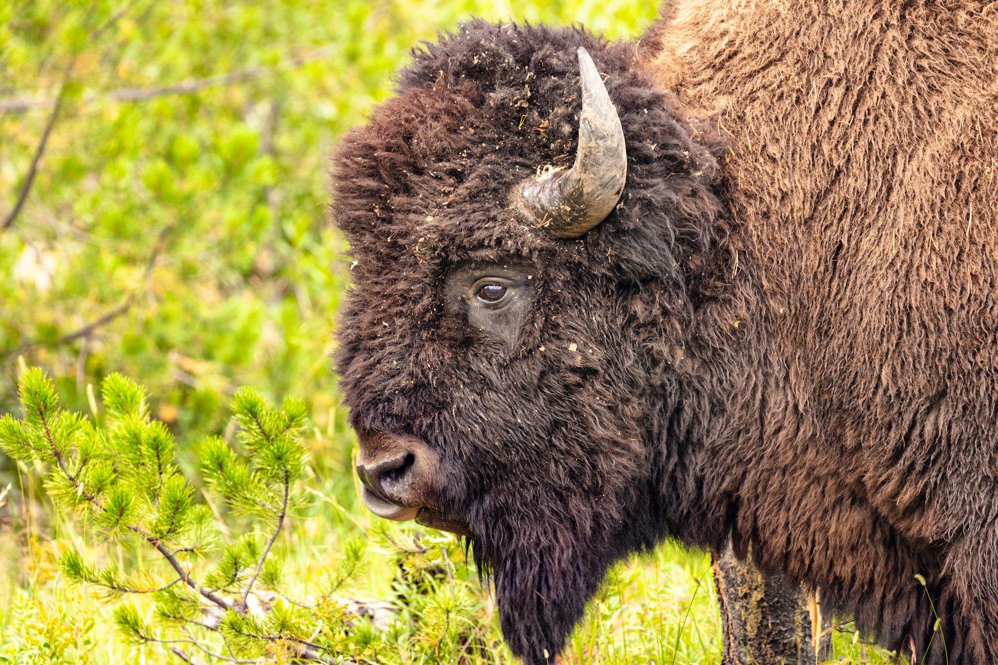 2021.08.20 - Portrait of Bison Bull - Yellowstone National Park - Wyoming - NPS Photo