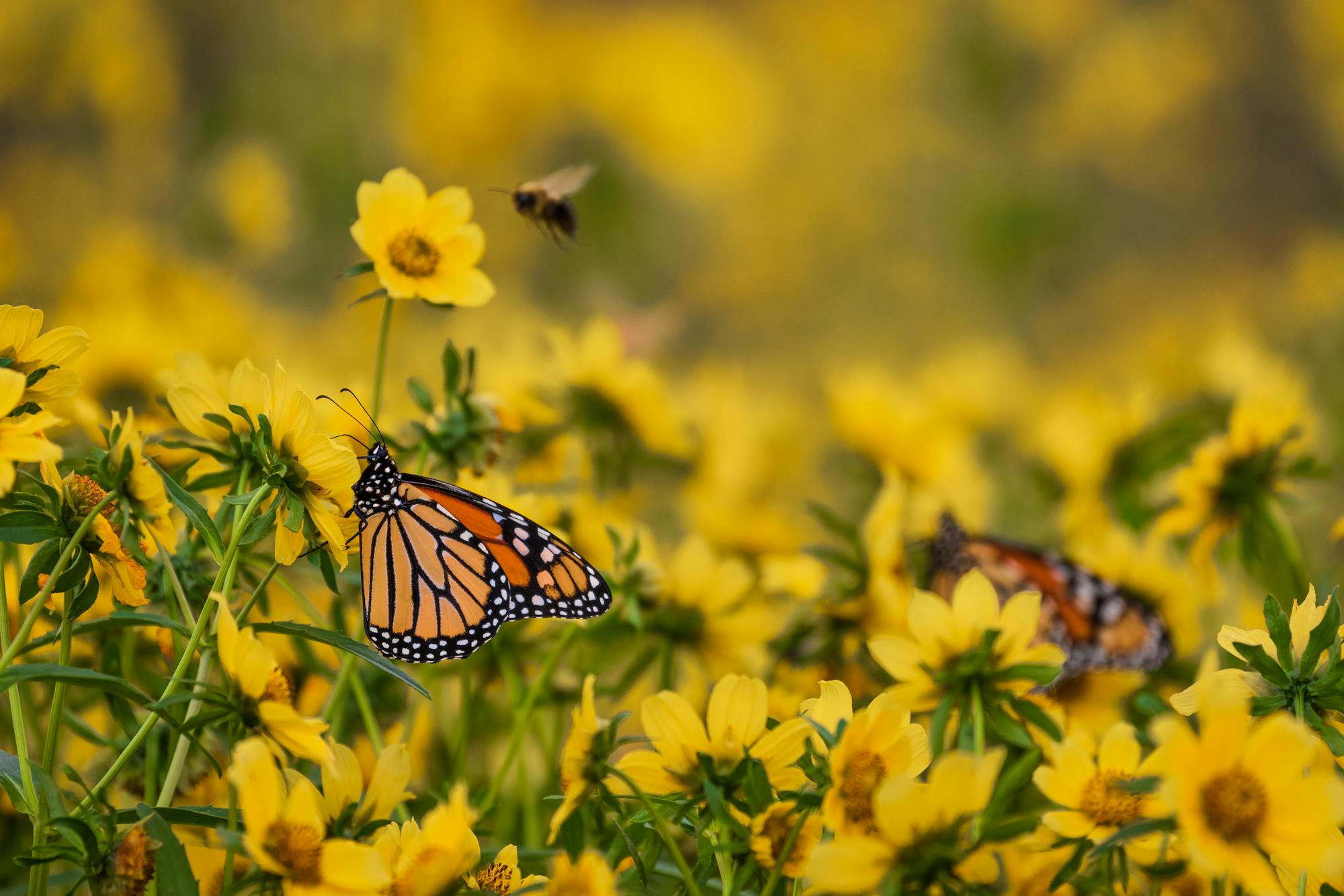 Monarch butterflies on yellow marigold flowers at Chautauqua National Wildlife Refuge, Illinois.