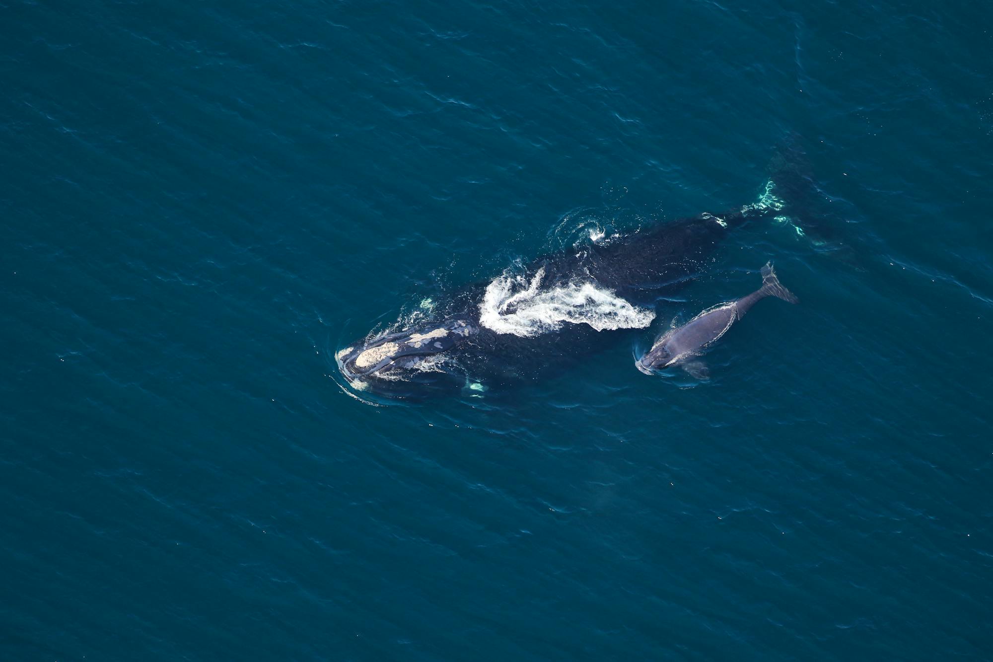 2022.03.03 - North Atlantic Right Whale with Calf - Clearwater Marine Aquarium Research Institute and U.S. Army Corps of Engineers, taken under NOAA permit 20556-01