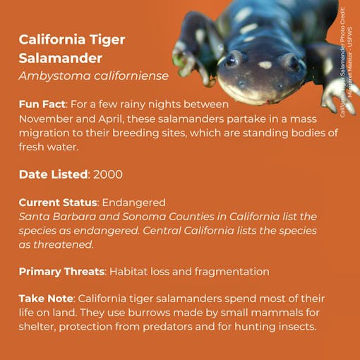 California Tiger Salamander   Ambystoma californiense      Fun Fact: For a few rainy nights between November and April, these salamanders partake in a mass migration to their breeding sites, which are standing bodies of fresh water.      Date Listed: 2000      Current Status: Endangered   Santa Barbara and Sonoma Counties in California list the species as endangered. Central California lists the species as threatened.      Primary Threats: Habitat loss and fragmentation      Take Note: California tiger sala