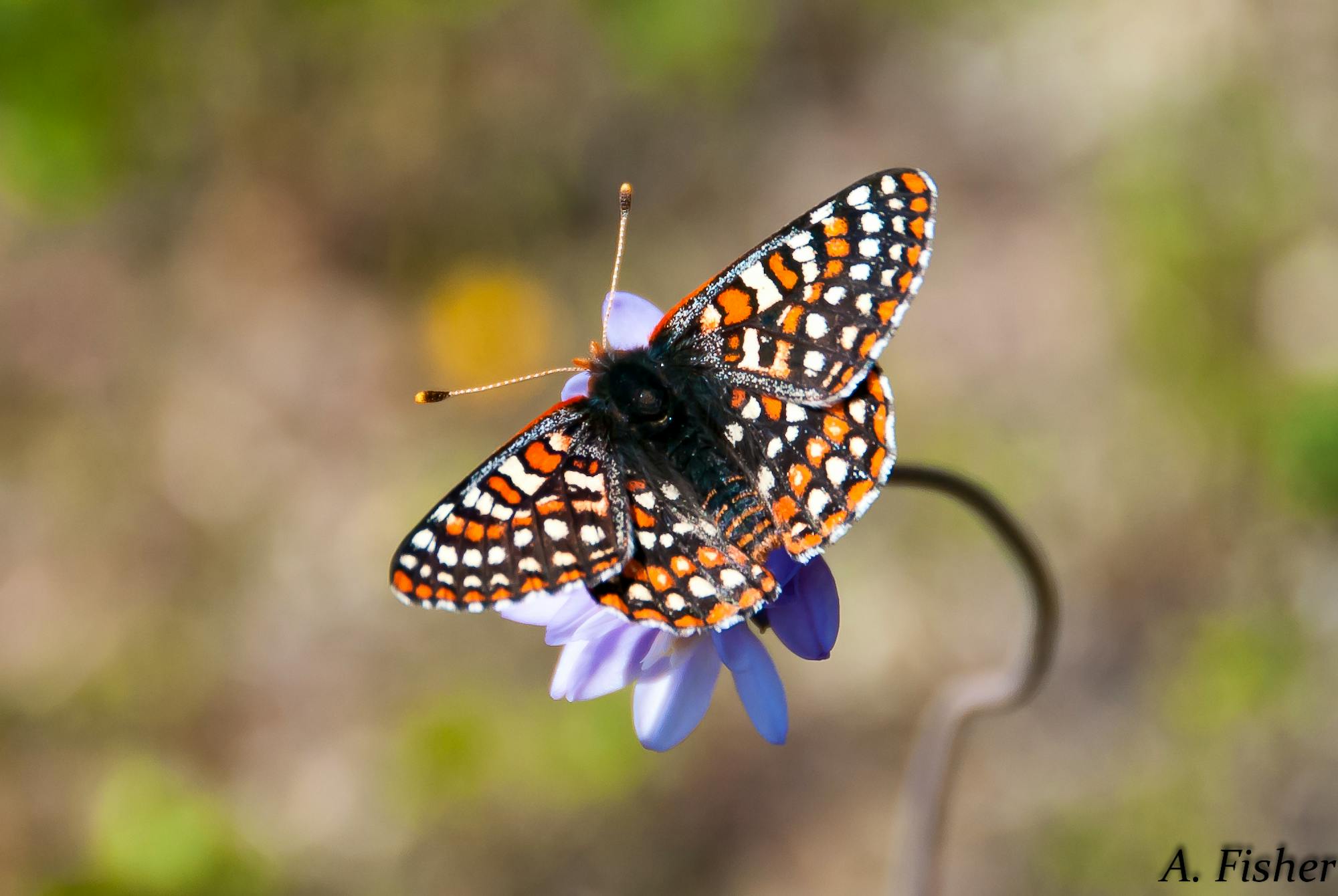 2013.03.14 - Quino Checkspot Butterfly - Sitting on Flower - Pacific Southwest - Andrew Fisher USFWS _ CC BY 2.0 DEED