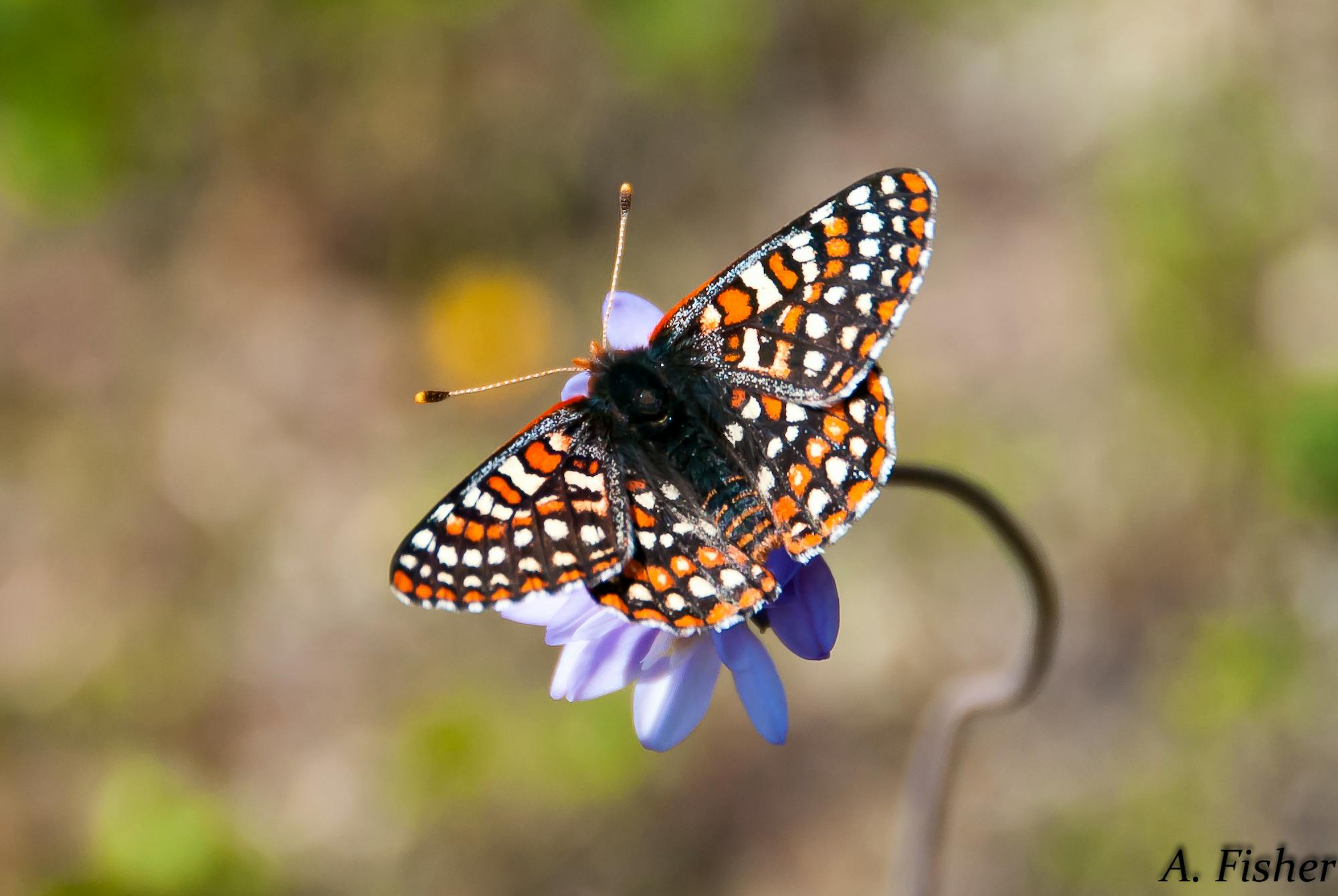 2013.03.14 - Quino Checkspot Butterfly - Sitting on Flower - Pacific Southwest - Andrew Fisher USFWS _ CC BY 2.0 DEED