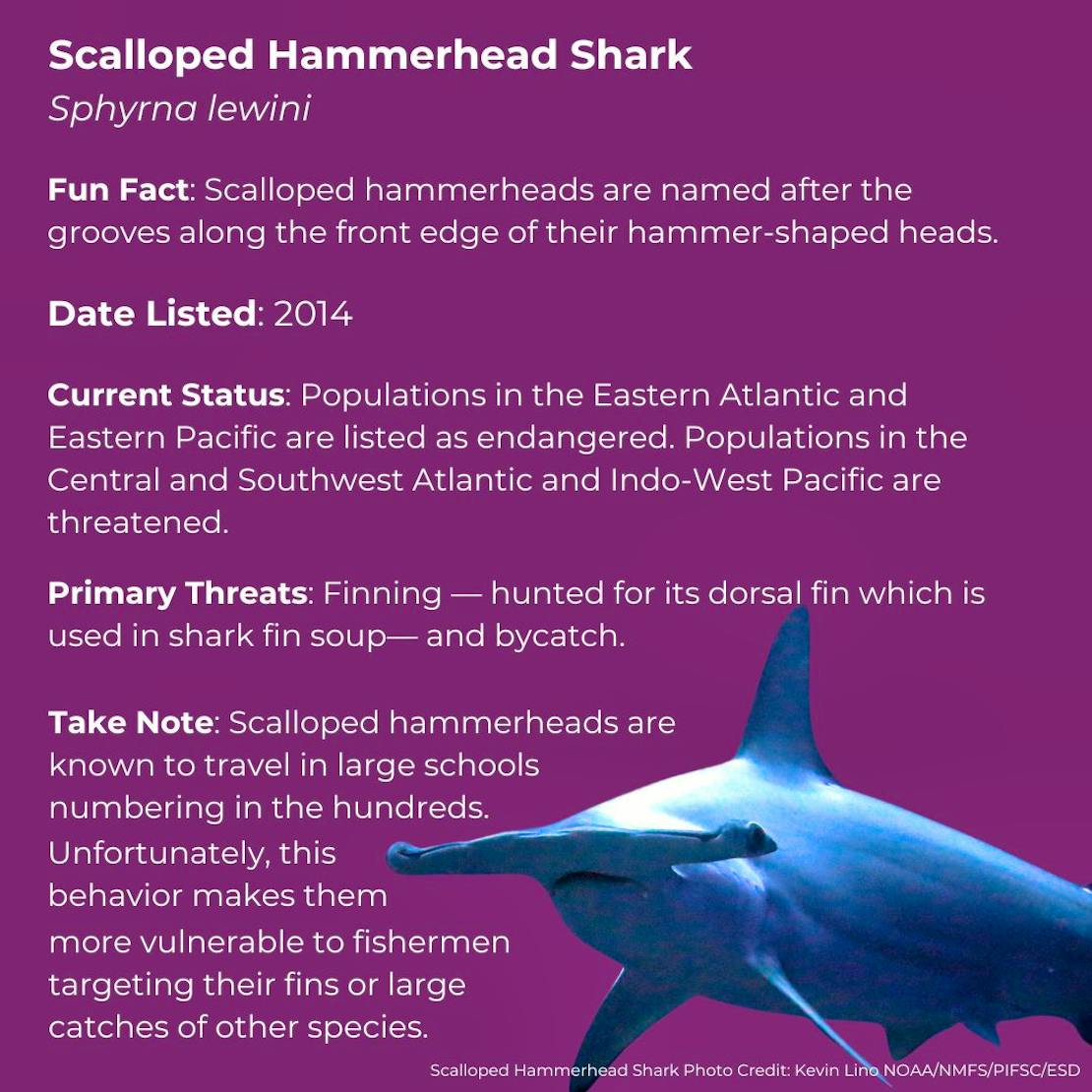 Scalloped Hammerhead Shark   Sphyrna lewini      Fun Fact: Scalloped hammerheads are named after the grooves along the front edge of their hammer-shaped heads.      Date Listed: 2014      Current Status: Populations living in the Eastern Atlantic and Eastern Pacific are currently listed as endangered. Populations living in the Central and Southwest Atlantic and Indo-West Pacific are threatened.      Primary Threats: Finning — hunted for its dorsal fin which is used in shark fin soup— and bycatch.      Take 