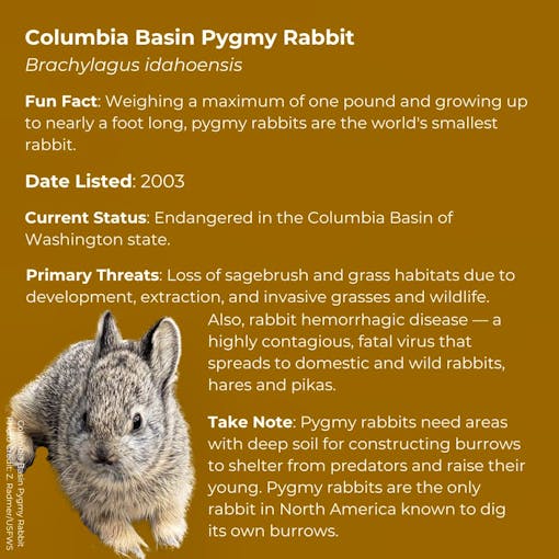 Columbia Basin Pygmy Rabbit   Brachylagus idahoensis      Fun Fact: Weighing a maximum of one pound and growing up to nearly a foot long, pygmy rabbits are the world's smallest rabbit.       Date Listed: 2003      Current Status: Endangered in the Columbia Basin of Washington state      Primary Threats: Loss of sagebrush and grass habitats due to development, extraction, and invasive grasses and wildlife. Also, rabbit hemorrhagic disease — a highly contagious, fatal virus that spreads to domestic and wild r