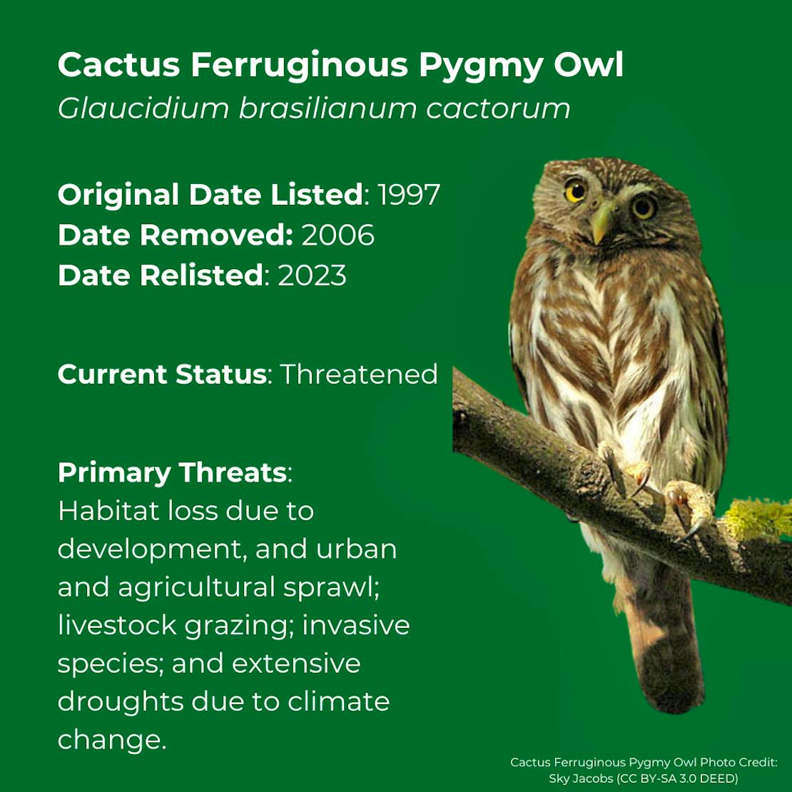 Cactus Ferruginous Pygmy Owl Glaucidium brasilianum cactorum Original date listed: 1997 Date removedL 2006 Date relisted: 2023 Primary Threats: Habitat loss due to development, and urban and agricultural sprawl; livestock grazing; invasive species; and extensive droughts due to climate change. 