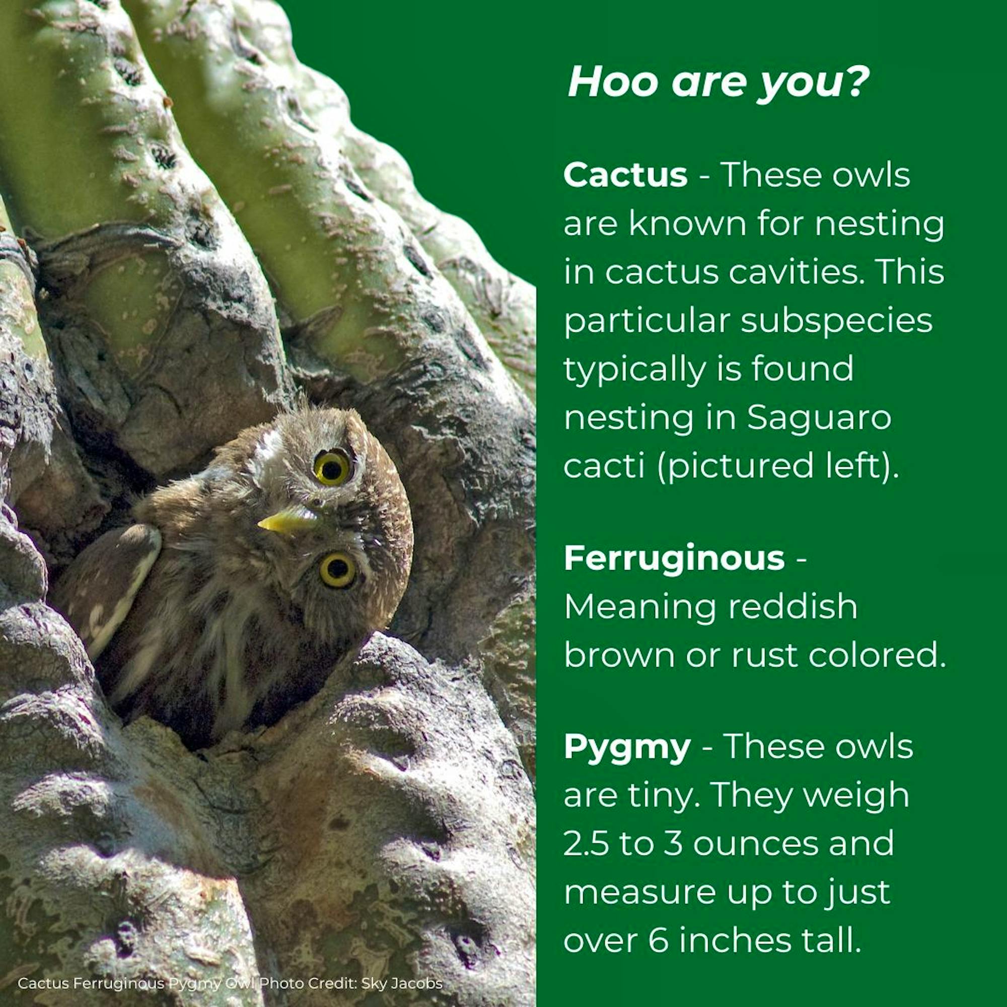 Hoo are you? Cactus - These owls are known for nesting in cactus cavities. This particular subspecies typically is found nesting in Saguaro cacti (pictured on the left). Ferruginous  - Meaning red or or rust colored. Pygmy - These owls are tiny. They weigh up to 2.5 to 3 ounces and measure up to just 6 inches tall.