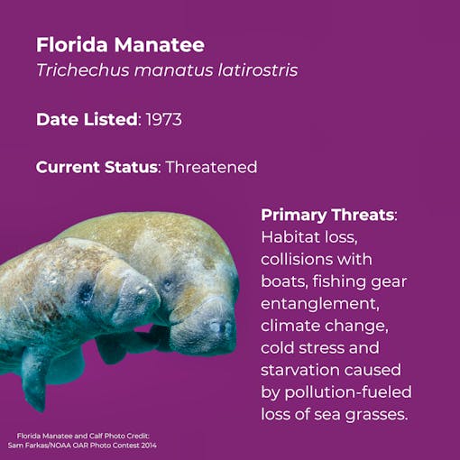 Florida Manatee 