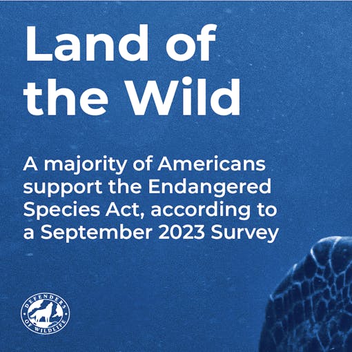 Land of the Wild - A majority of Americans support the Endangered Species Act