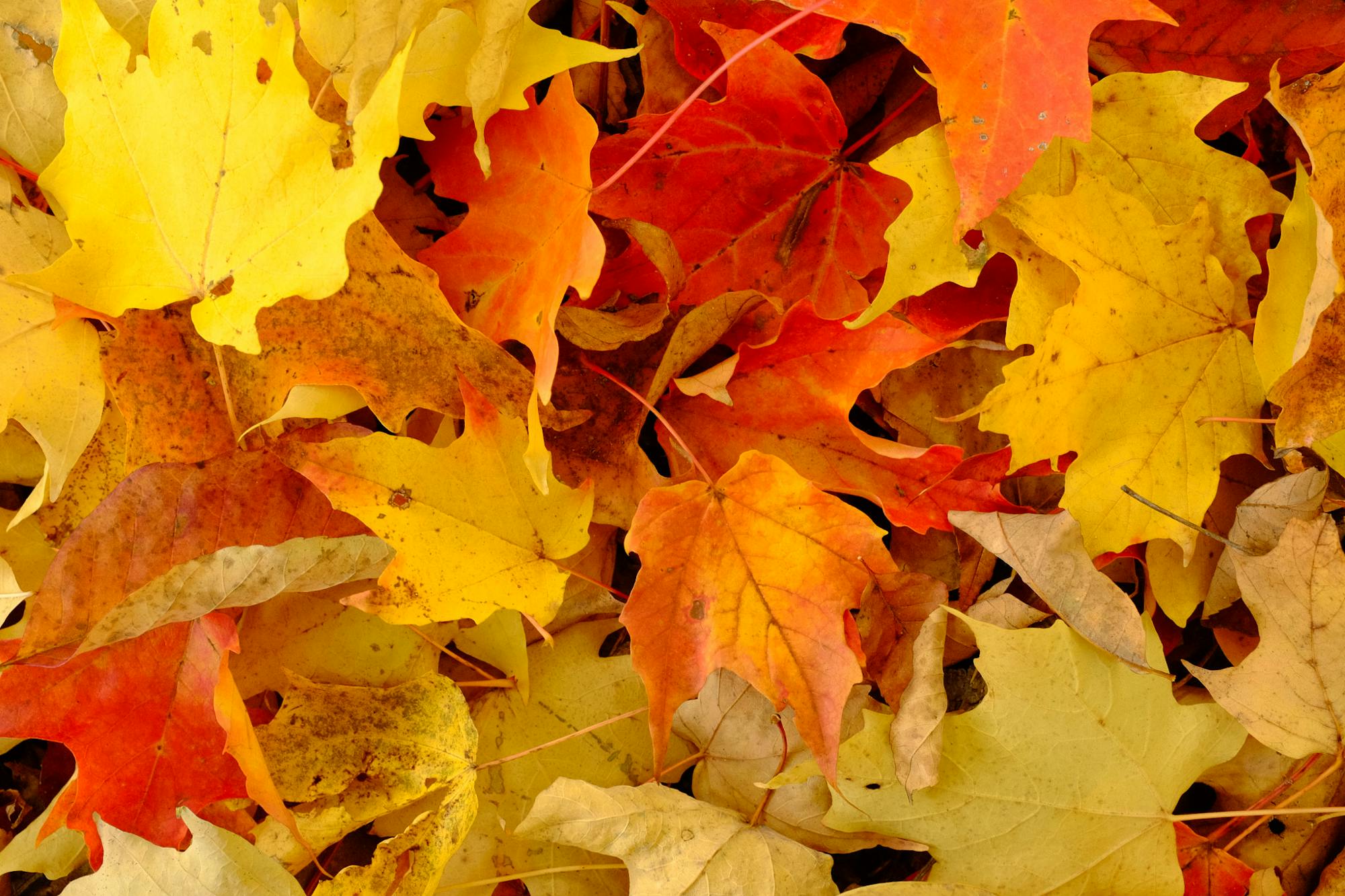 13.1.2019_ Colorful Fall leaves on the ground_Peter Balcerzak CC BY-SA 3.0 DEED