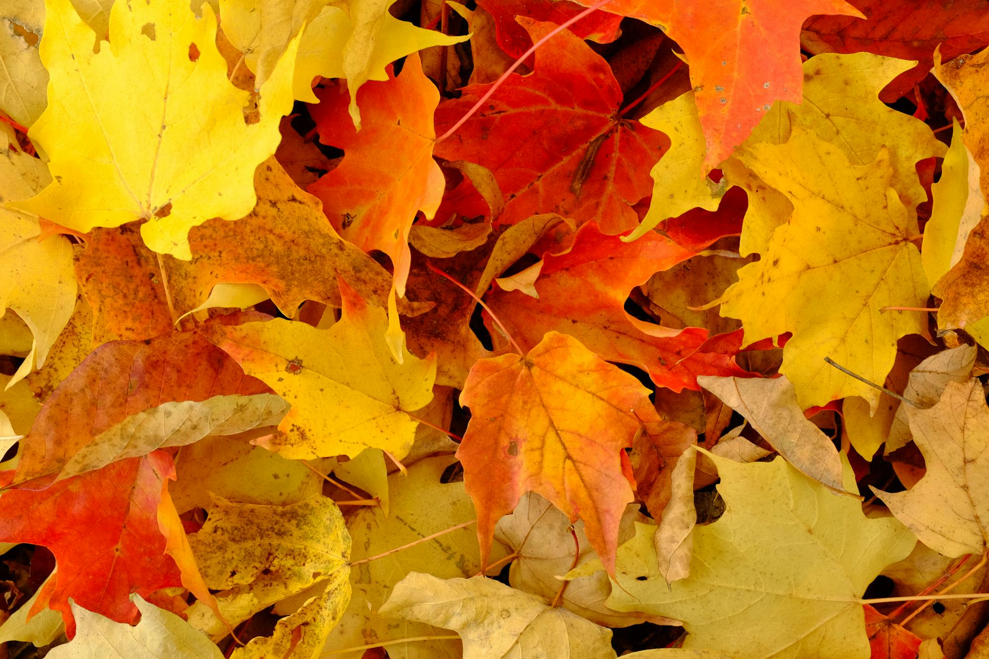 13.1.2019_ Colorful Fall leaves on the ground_Peter Balcerzak CC BY-SA 3.0 DEED