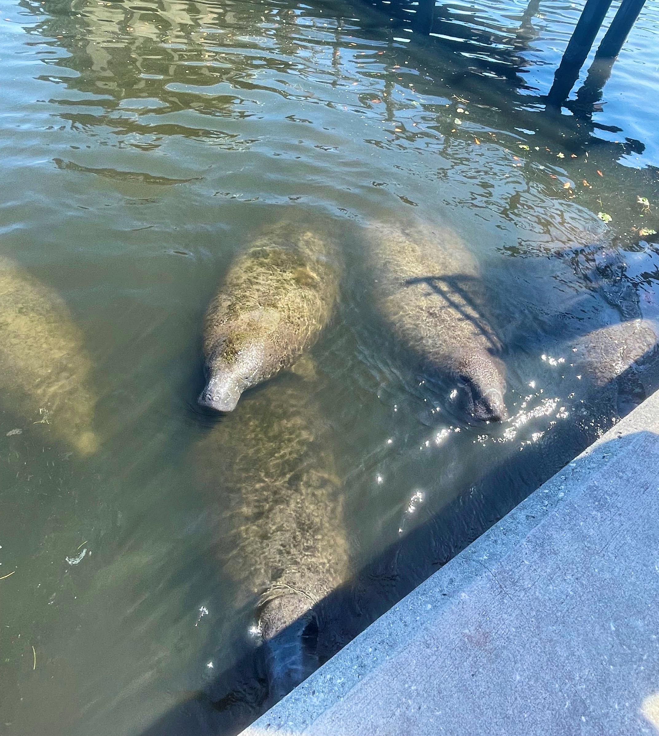 Manatees seen from Coffee Pot Bayou in Florida_Florida_Elizabeth Fleming/DOW