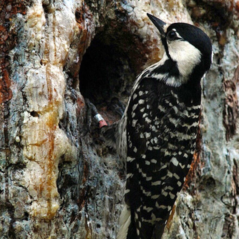 red-cockaded woodpecker sitting in tree