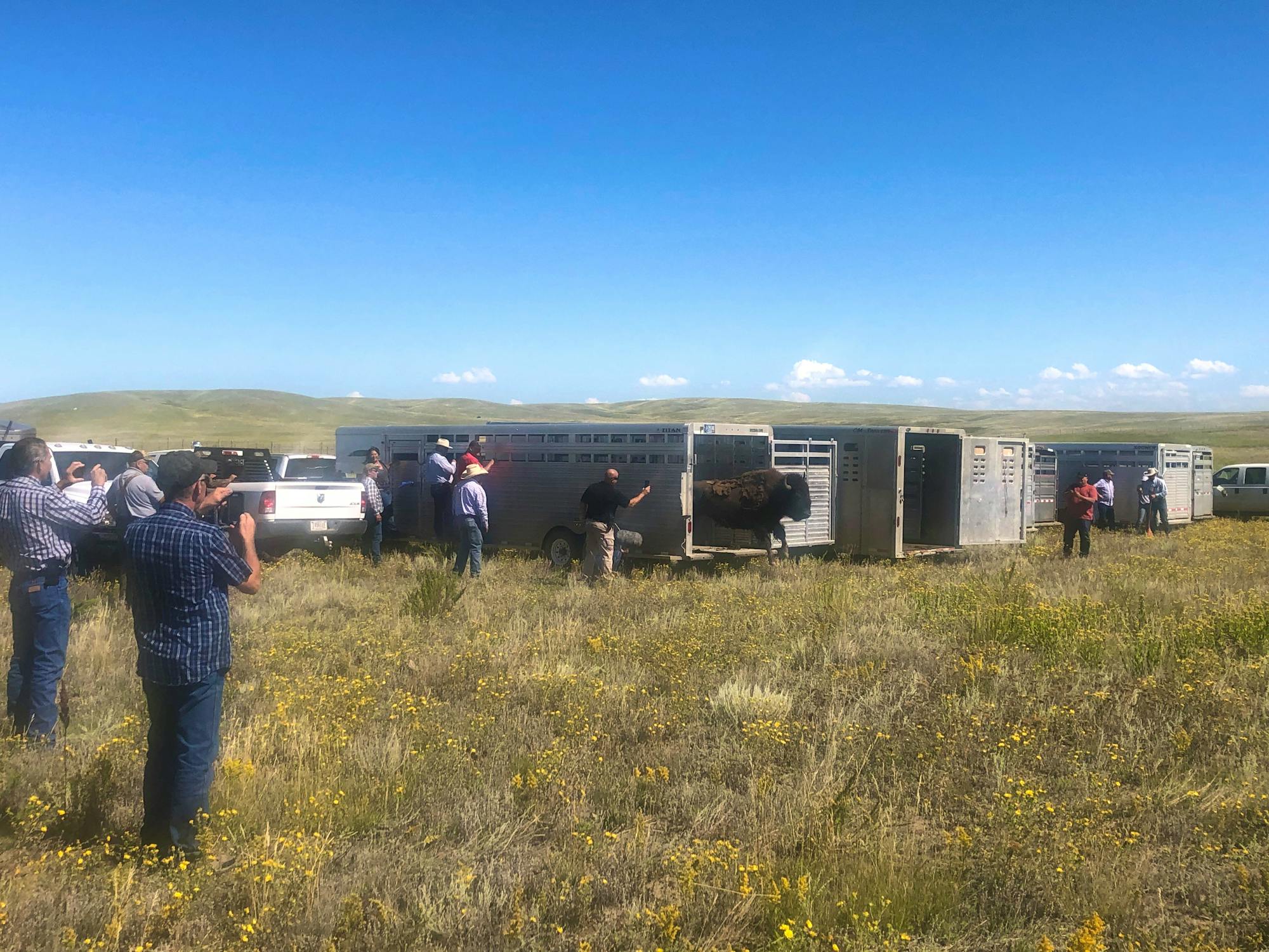 Yellowstone buffalo, of high genetics return to the lands of the Fort Peck Tribes_Monatana_DOW