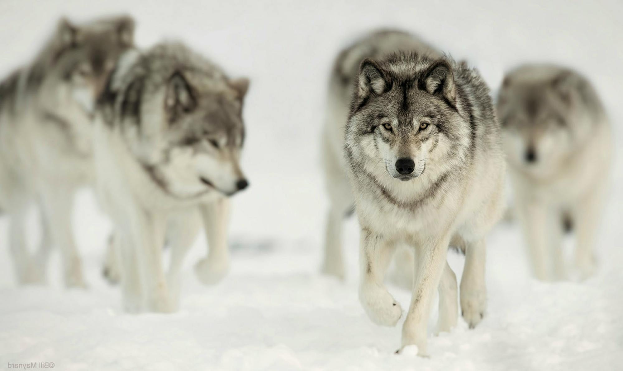 Gray Timber Wolves in snow