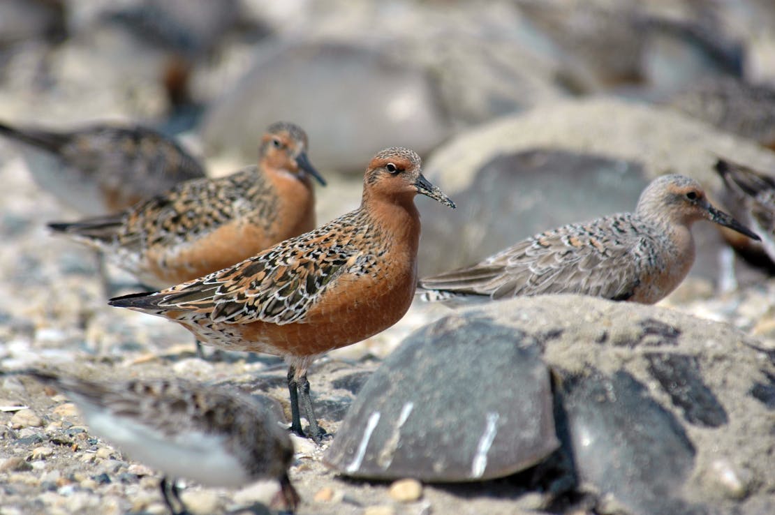 2007.05.22 - Rufa Red Knot and Horseshoe Crab - Delaware - Mispillion Harbor - Gregory Breese/USFWS