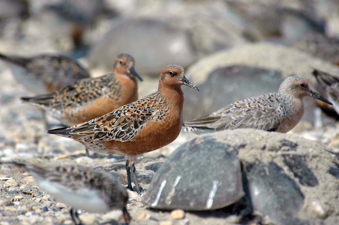 2007.05.22 - Rufa Red Knot and Horseshoe Crab - Delaware - Mispillion Harbor - Gregory Breese/USFWS