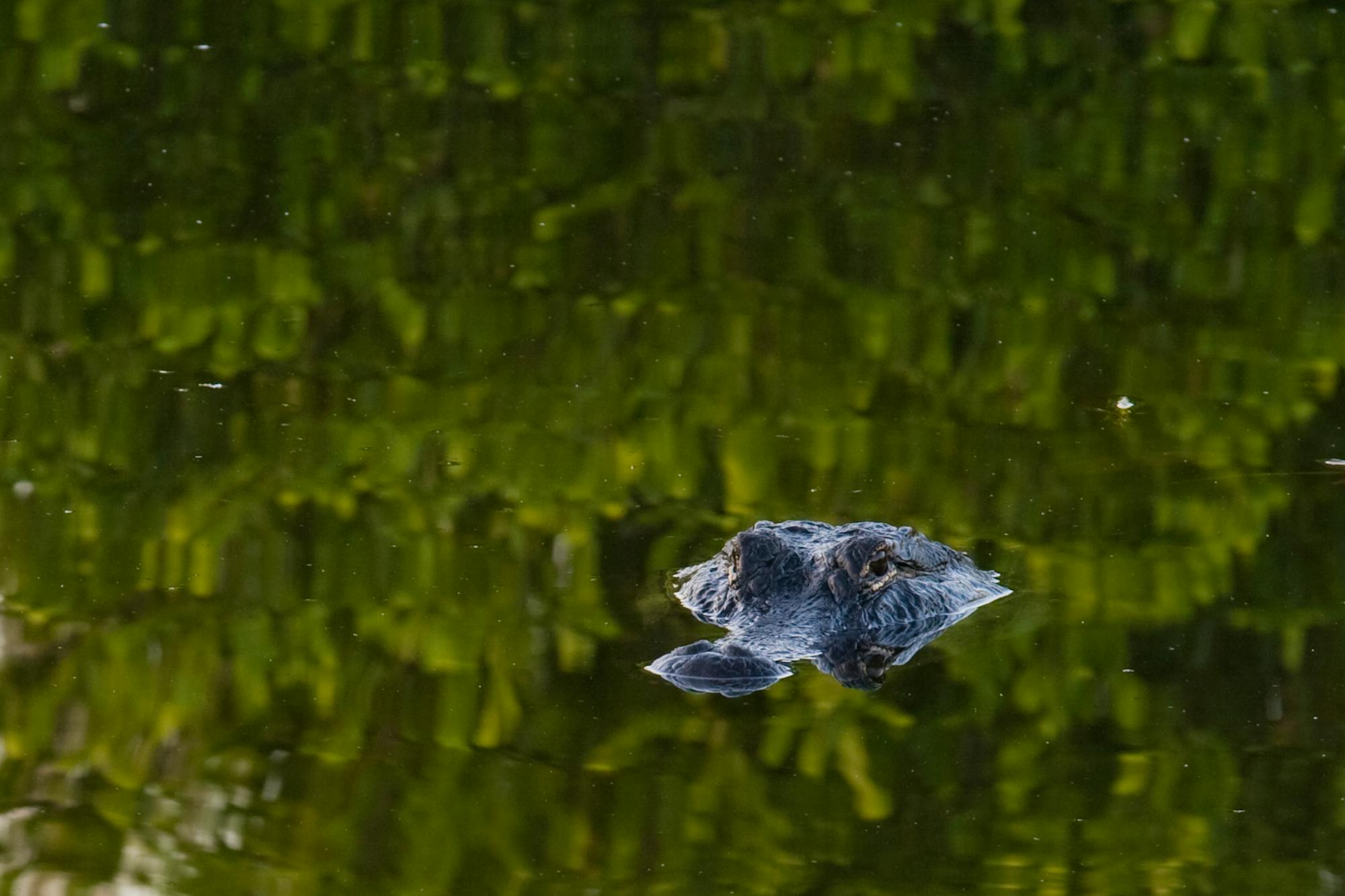 2011.01.02 - Alligator Reflection - Everglades National Park - Florida - Matt Cooper