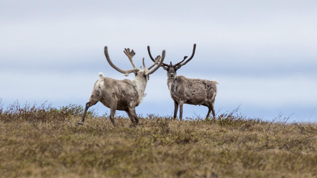 2014.06.27 - Two Caribou - National Petroleum Reserve Alaska - Bob Wick - BLM.jpg