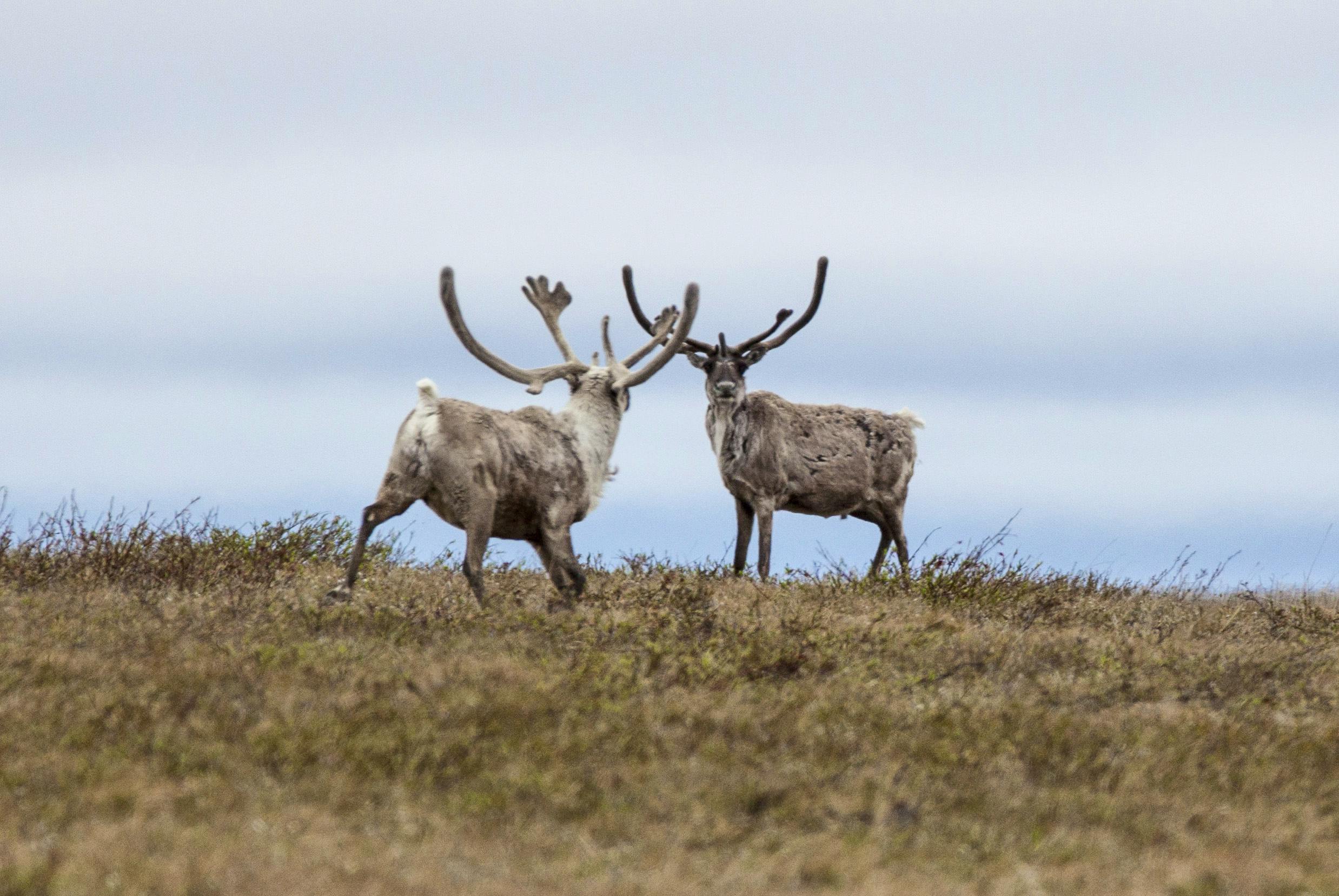 2014.06.27 - Two Caribou - National Petroleum Reserve Alaska - Bob Wick - BLM.jpg