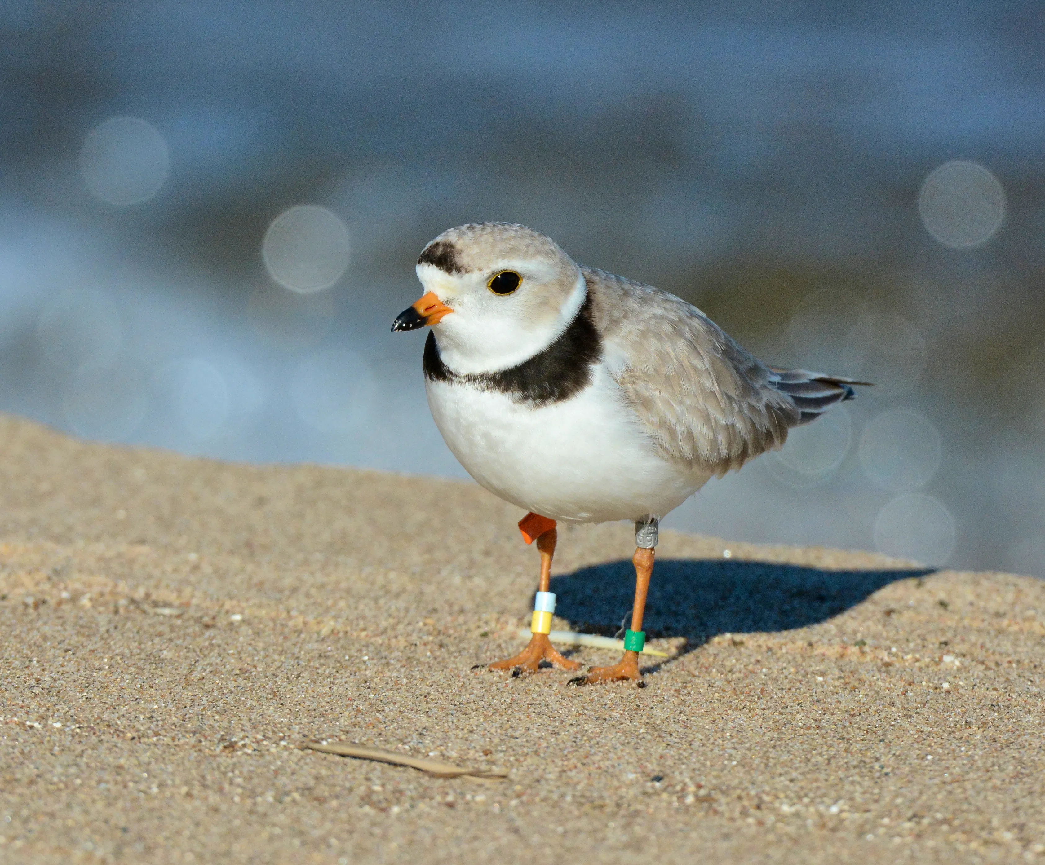 Piping Plover