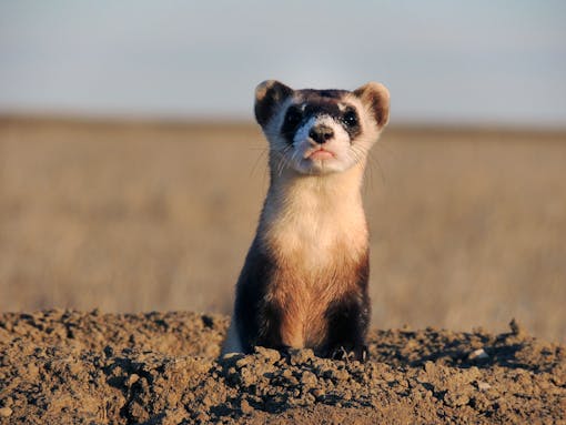 Black Footed Ferret 