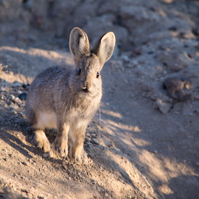 2019.11.06 - Pygmy Rabbit - Sheldon National Wildlife Refuge - Nevada - Miranda Crowell