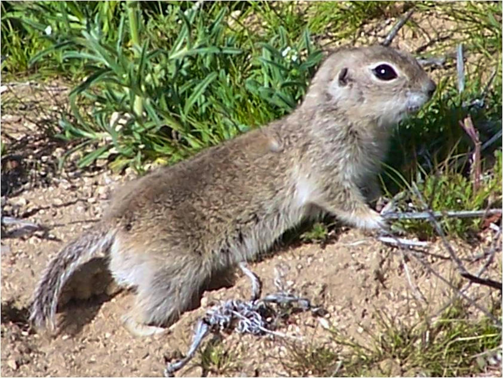 2020 - Mohave Ground Squirrel - Philip Leitner-USGS.jpg