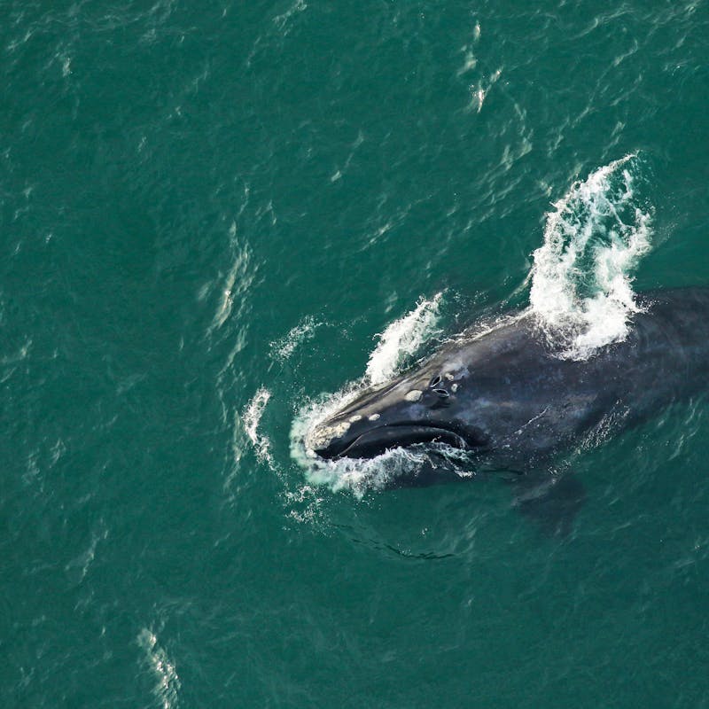 2020.01.18 - North Atlantic Right Whale Surfacing - FWC Fish and Wildlife Research Institute
