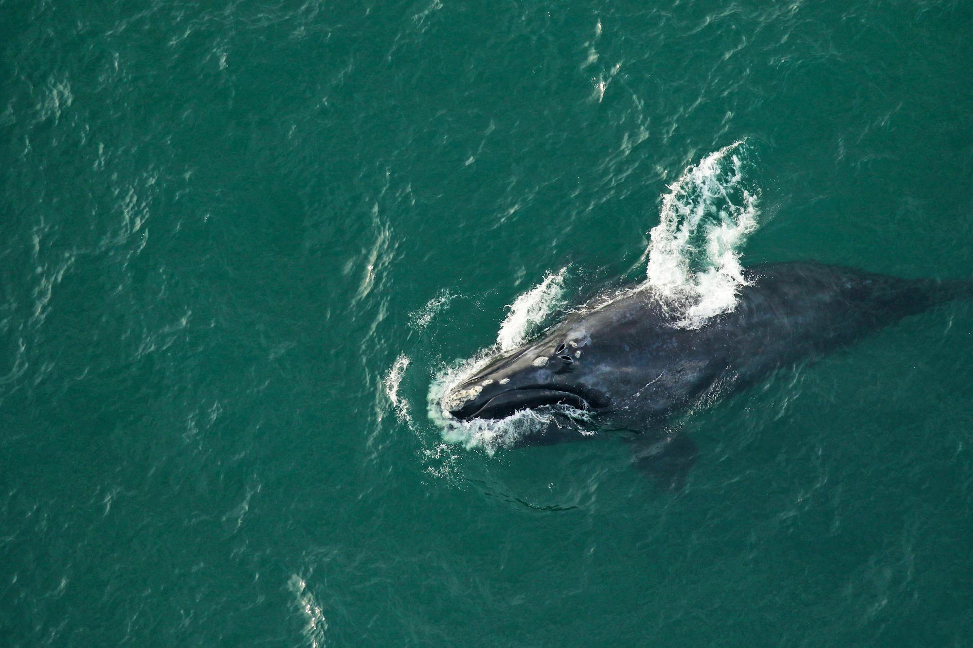 2020.01.18 - North Atlantic Right Whale Surfacing - FWC Fish and Wildlife Research Institute