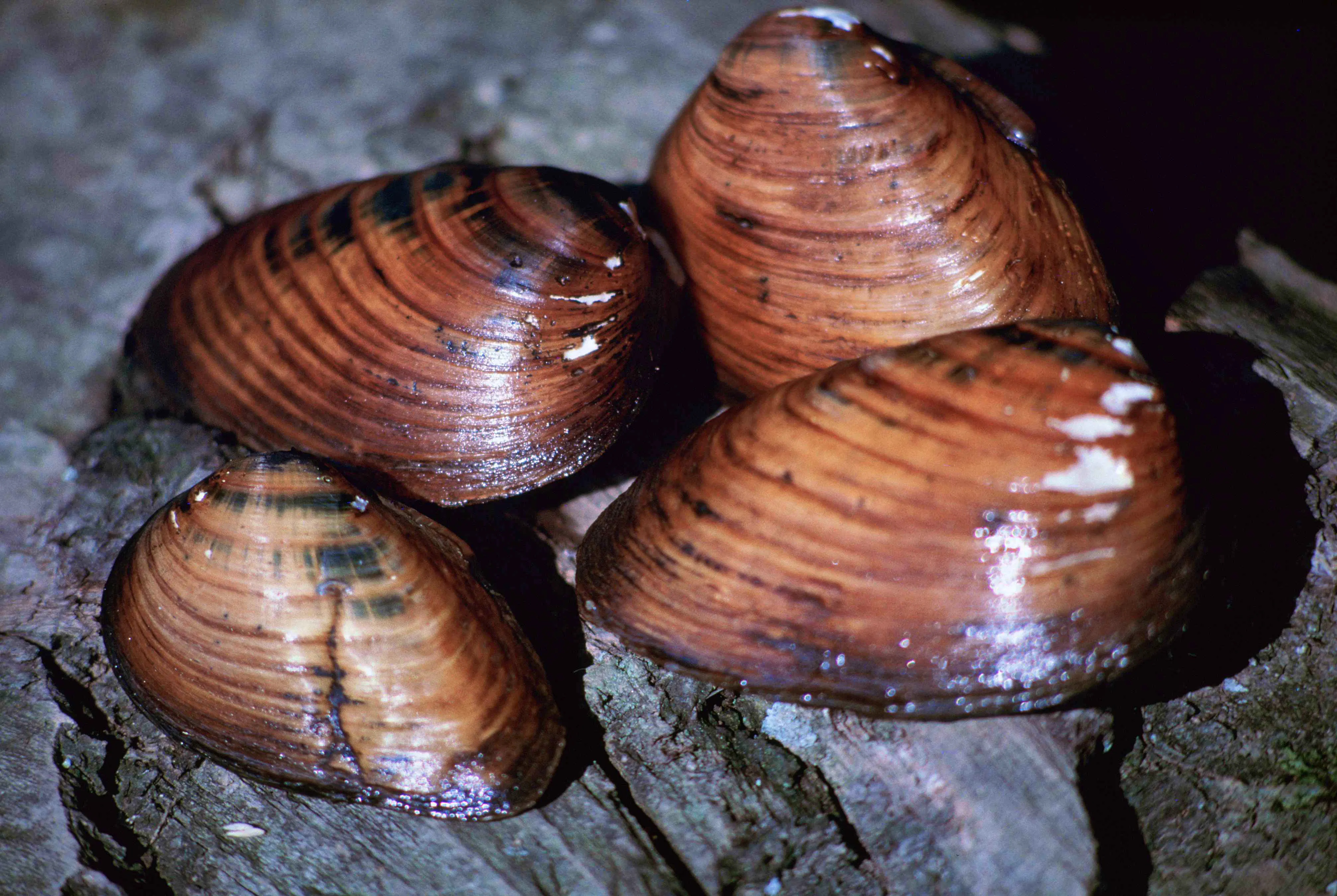 Grouping of four clubshell mussels