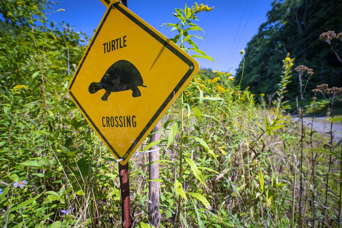 A yellow sign with "Turtle Crossing" stands in front of bog turtle habitat