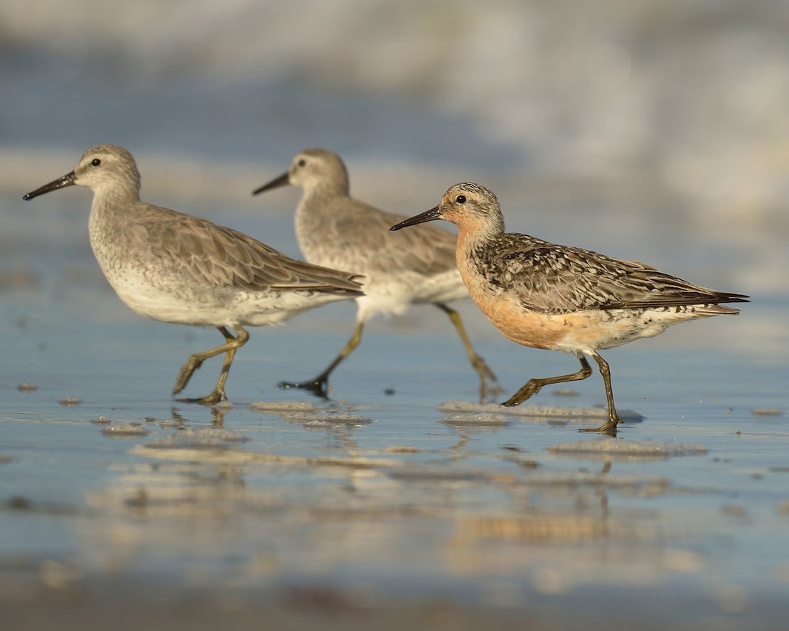 Three Rufa Red Knots