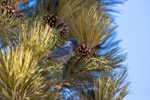 A pinyon jay sits in a tree, eating a pine cone.