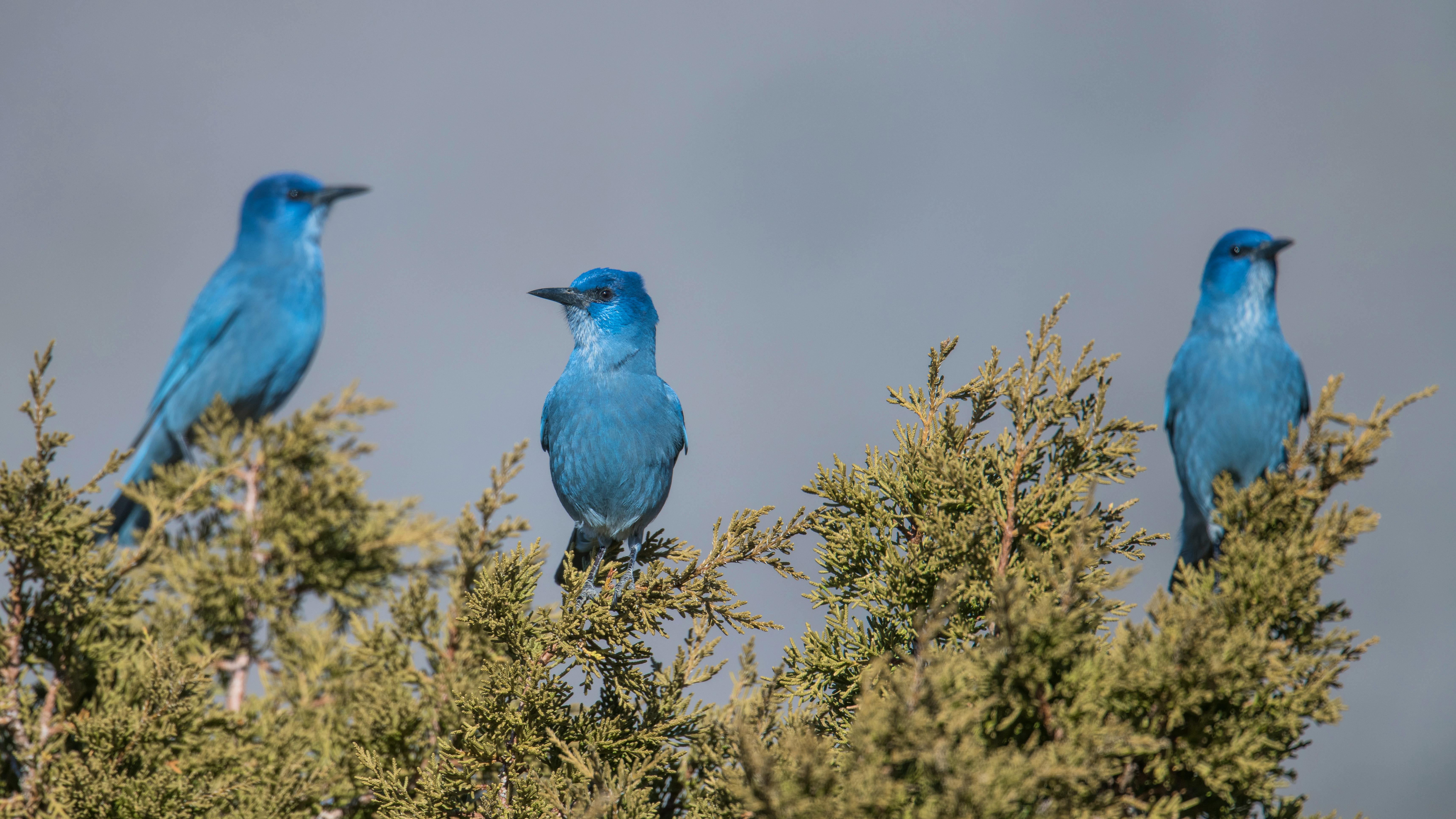 Three pinyon jays sit in the top branches in a tree in Nevada.