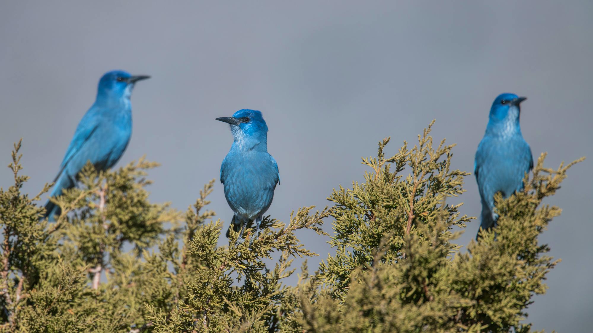 Three pinyon jays sit in the top branches in a tree in Nevada.